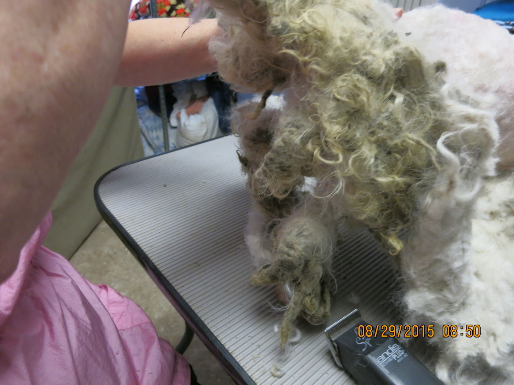 puppy_mill46.JPG